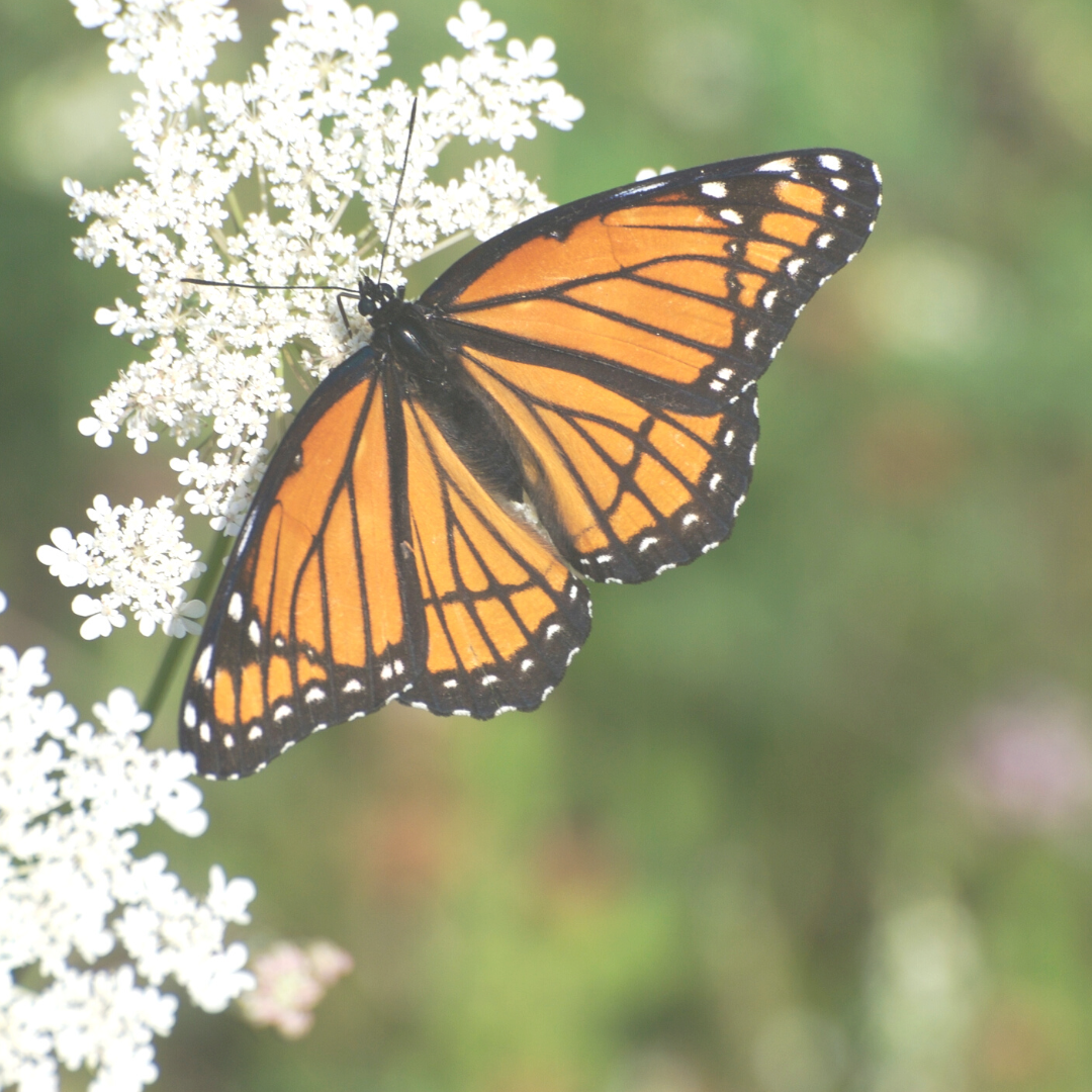 REFLECTIONS - 30 Monarch Butterflies