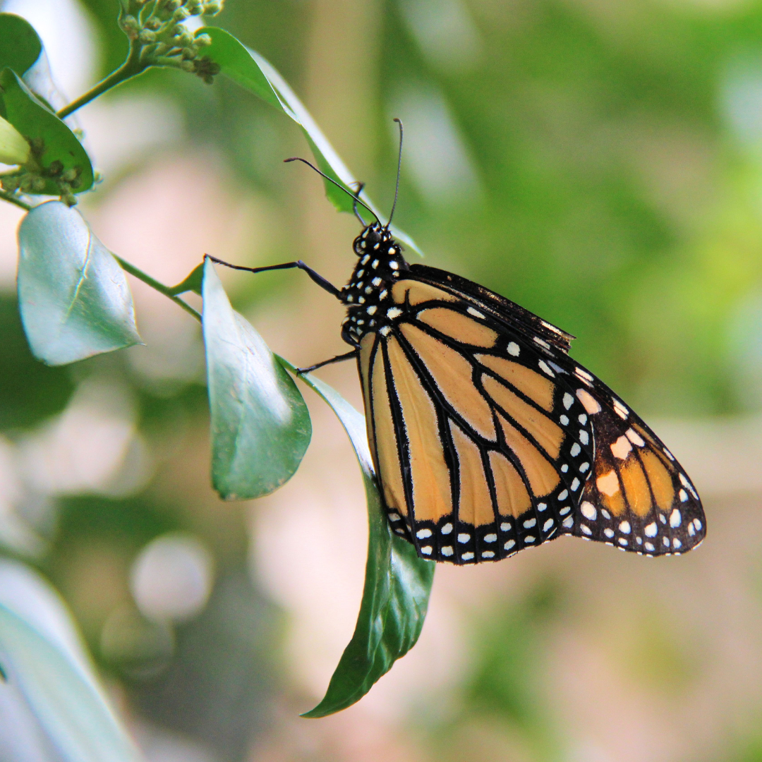 REFLECTIONS - 30 Monarch Butterflies