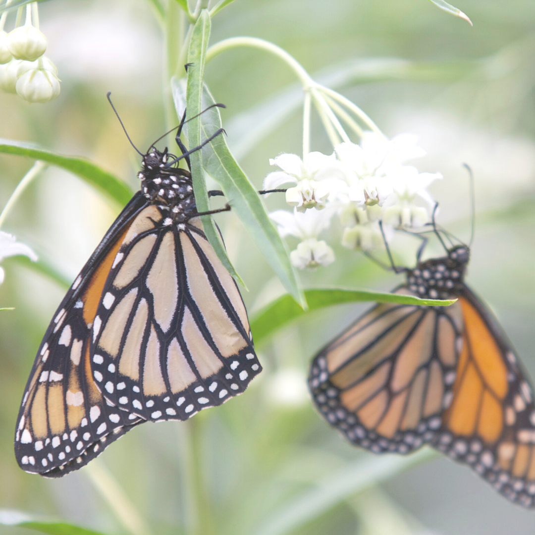 THE GATHERING - 75 Monarch Butterflies