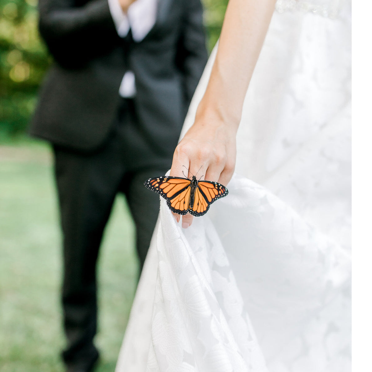 WEDDING SPECTACULAR - 175 Monarch Butterflies