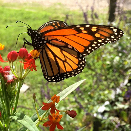 THE GATHERING - 75 Monarch Butterflies