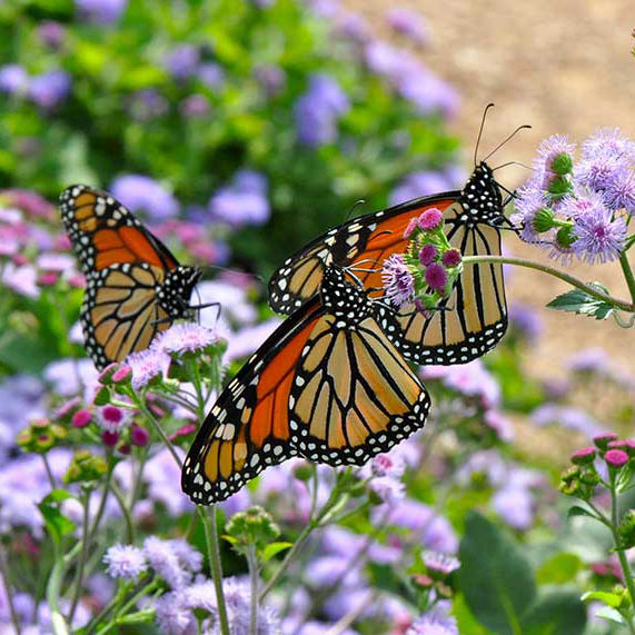 THE GATHERING - 75 Monarch Butterflies