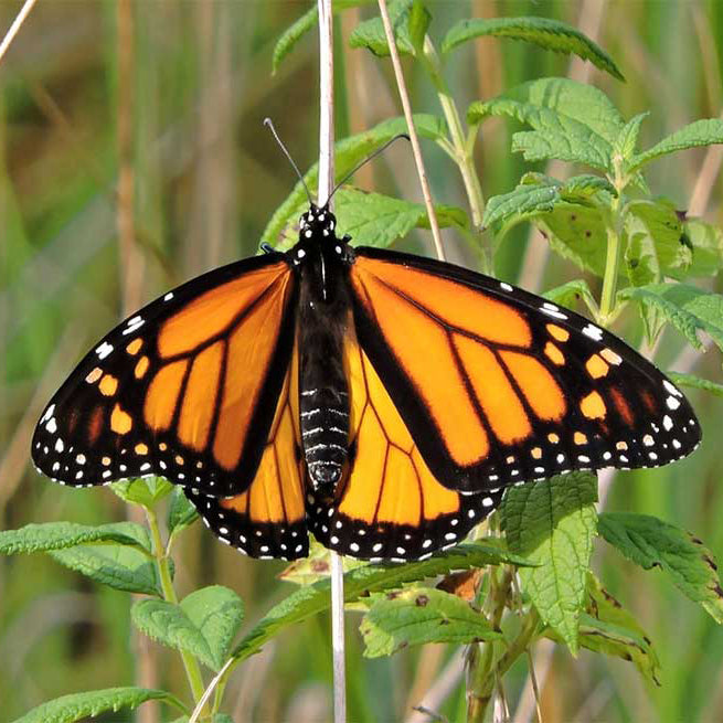 THE GATHERING - 75 Monarch Butterflies