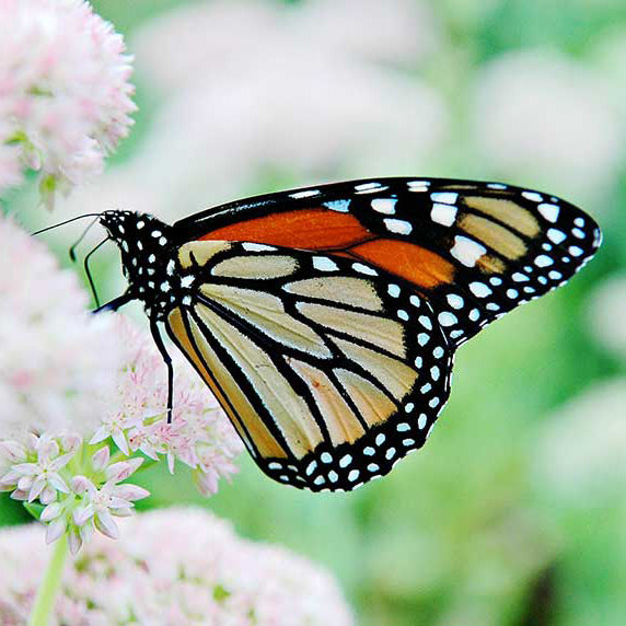 THE GATHERING - 75 Monarch Butterflies