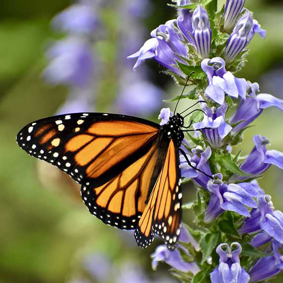 REFLECTIONS - 30 Monarch Butterflies